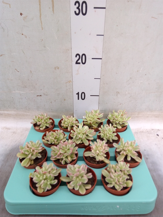 <h4>Sedum rubrotinctum 'Aurora'</h4>