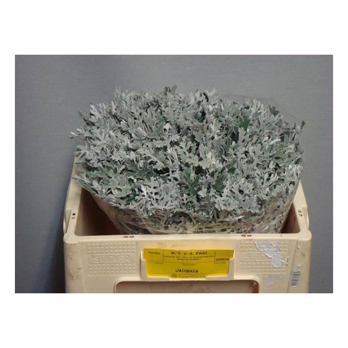 <h4>Jacobaea Maritima</h4>