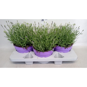 Lavandula angus. 'Hidcote'