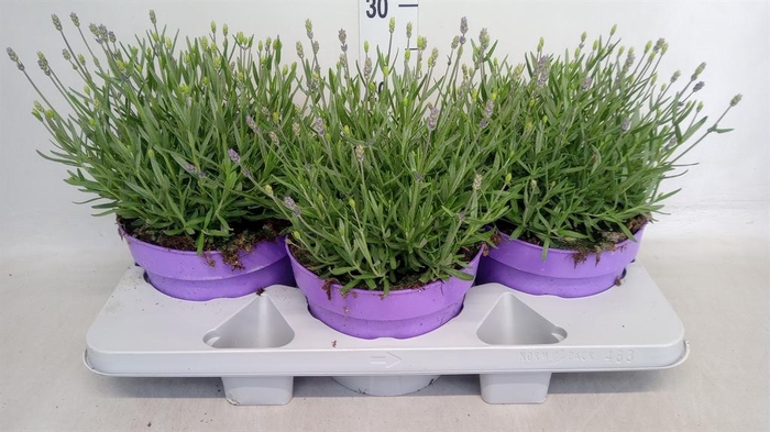 <h4>Lavandula angus. 'Hidcote'</h4>