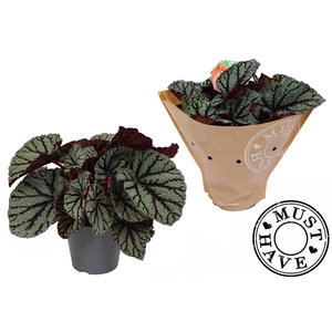 Bladbegonia Rex Fedor Must Have