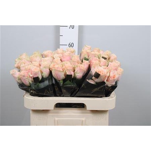 R Gr Harmony Peach