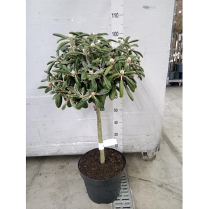 Rhododendron yak.   ...