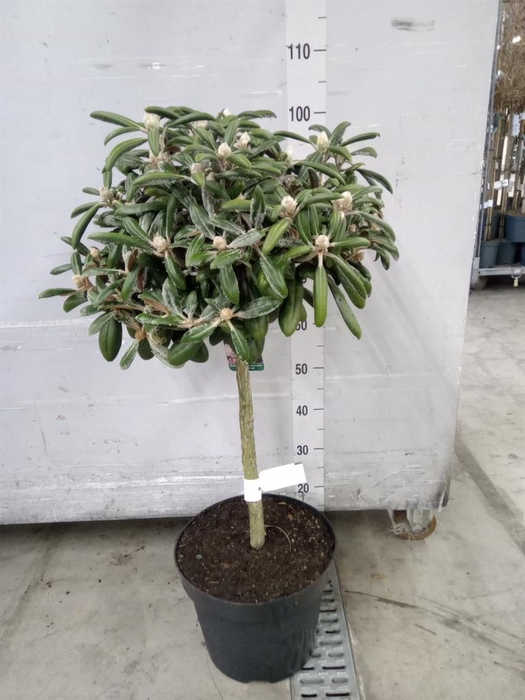 <h4>Rhododendron yak.   ...</h4>