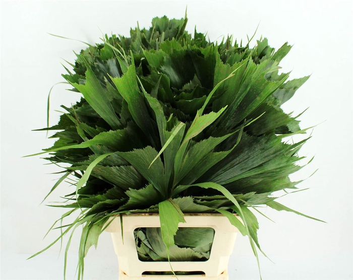 <h4>Caryota Urens</h4>