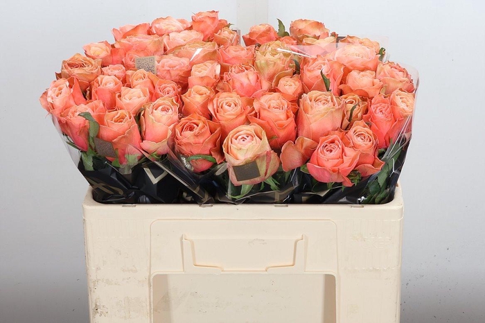 <h4>R Gr Kahala-bb</h4>