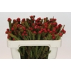 Kaaps Groen Tortum Red