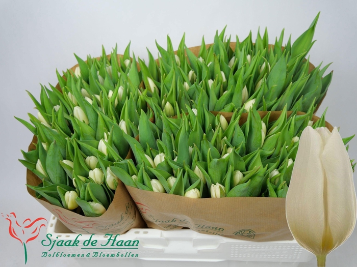 <h4>TU EN WHITE PRINCE</h4>