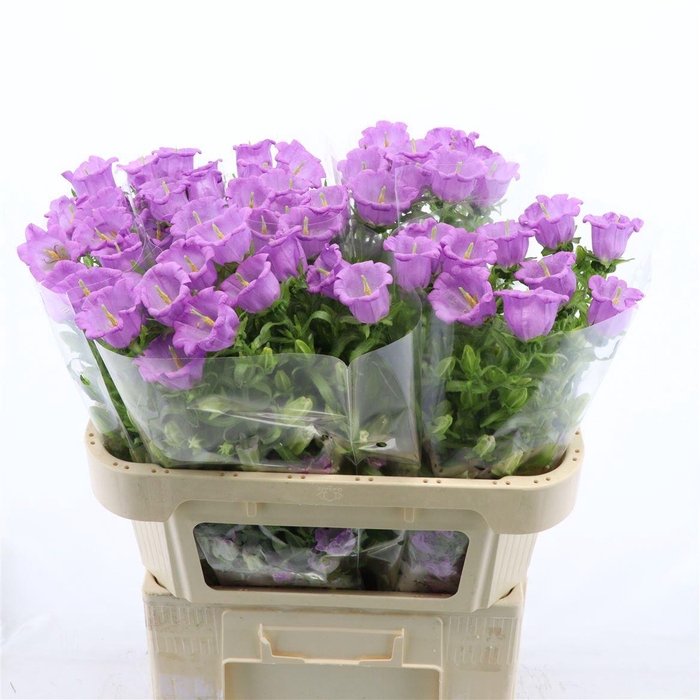 <h4>Campanula Medium 'campana Pearl Pink'</h4>