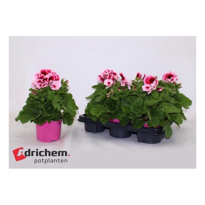 <h4>PEL GR EL TONY</h4>