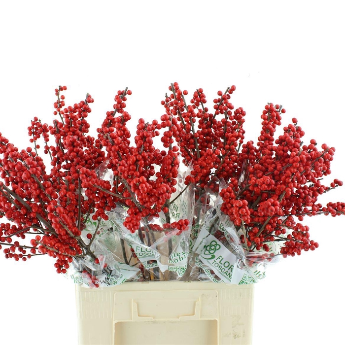 <h4>Ilex Ve Rode Bes</h4>