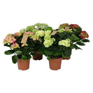 Hydrangea mix 9/10 flowers