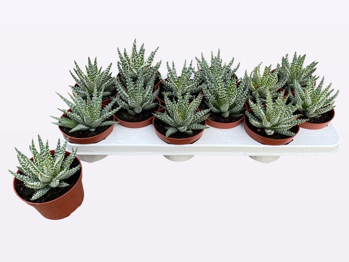 <h4>ALOE HUMILIS</h4>