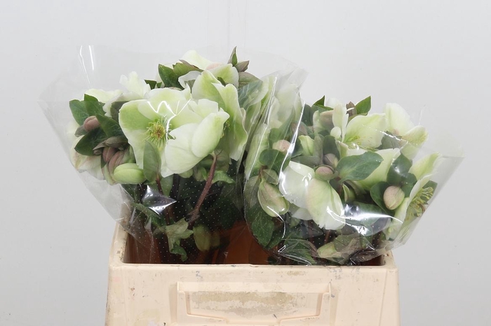 <h4>Hell Frk Mollys Whit</h4>