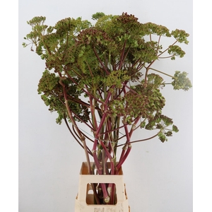 FOENICULUM VULGARE