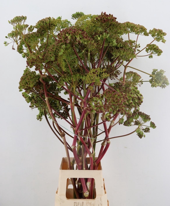 <h4>FOENICULUM VULGARE</h4>