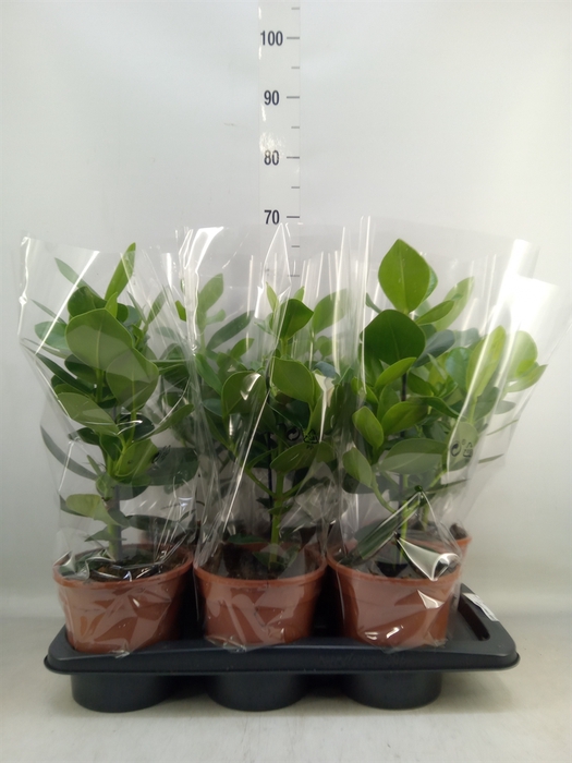 <h4>Clusia rosea 'Princess'</h4>