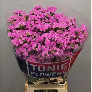 LIM S BUBBLEGU WINGS