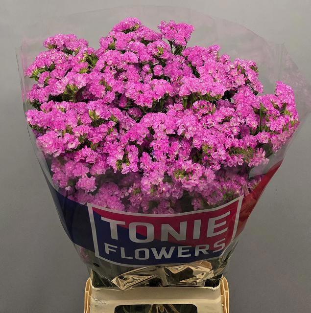 <h4>LIM S BUBBLEGU WINGS</h4>