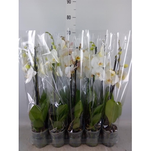 Phalaenopsis   ...