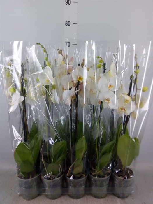 <h4>Phalaenopsis ...</h4>