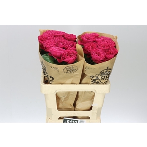 Rosa Gr Gar Pink & Pretty