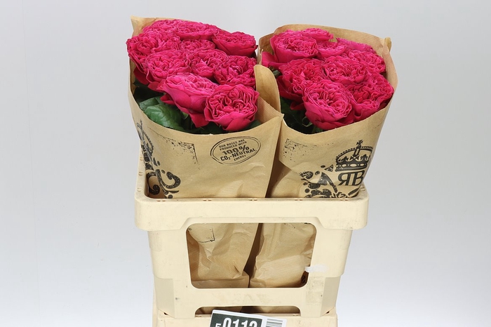<h4>Rosa Gr Gar Pink & Pretty</h4>