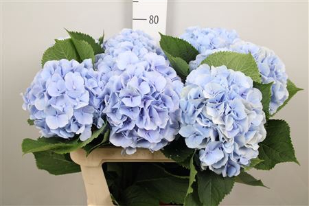 <h4>Hydr M Verena Bl</h4>
