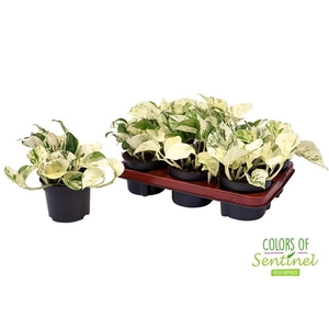 Epipremnum pinnatum Happy Leaf 12Ø 20cm