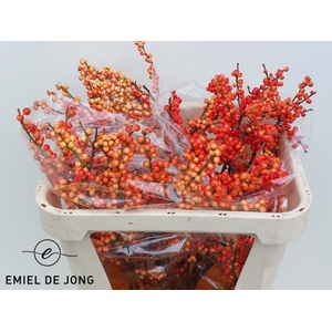 Ilex oudijk's orange