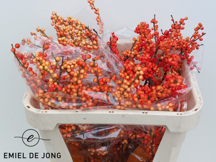 <h4>Ilex oudijk's orange</h4>