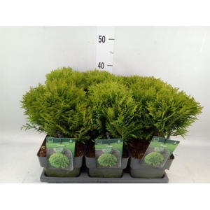 Thuja occid. 'Danica'