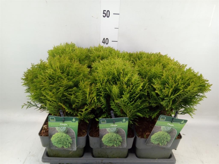 <h4>Thuja occid. 'Danica'</h4>