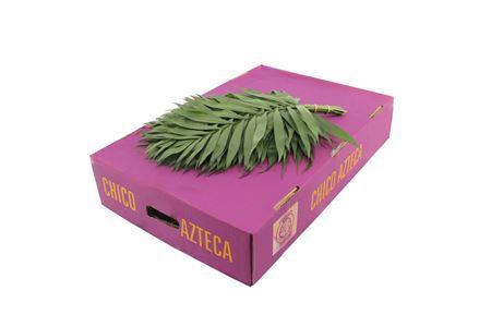 <h4>Chico 45cm Jumbo</h4>