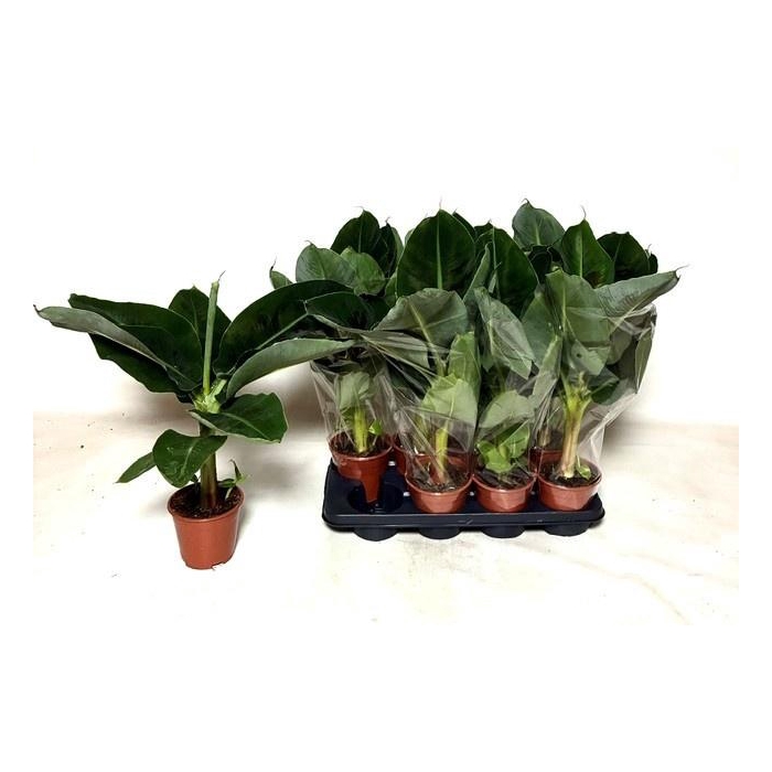 <h4>MUSA TROPICANA</h4>