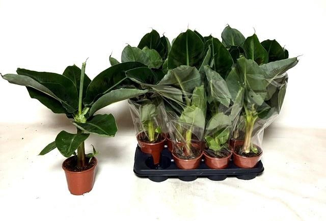 MUSA TROPICANA
