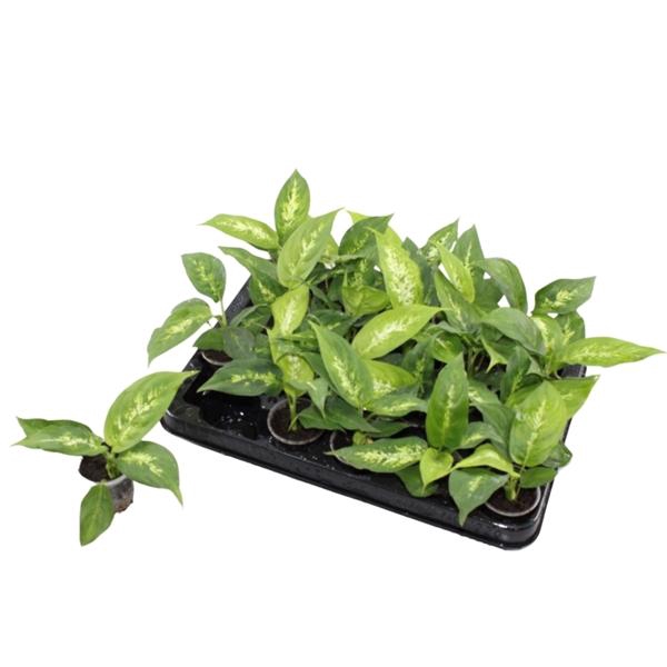 <h4>Dieffenbachia 'Compacta'</h4>
