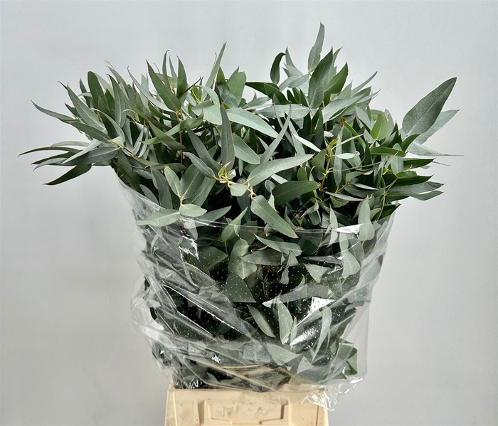 <h4>Euca Gloria Maria Bunch 300gr</h4>