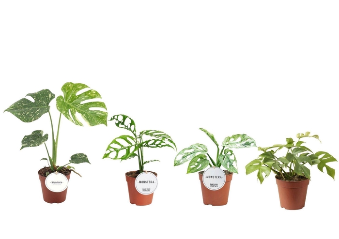 <h4>Monstera</h4>