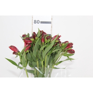 ALSTROEMERIA BAHIA 080 CM