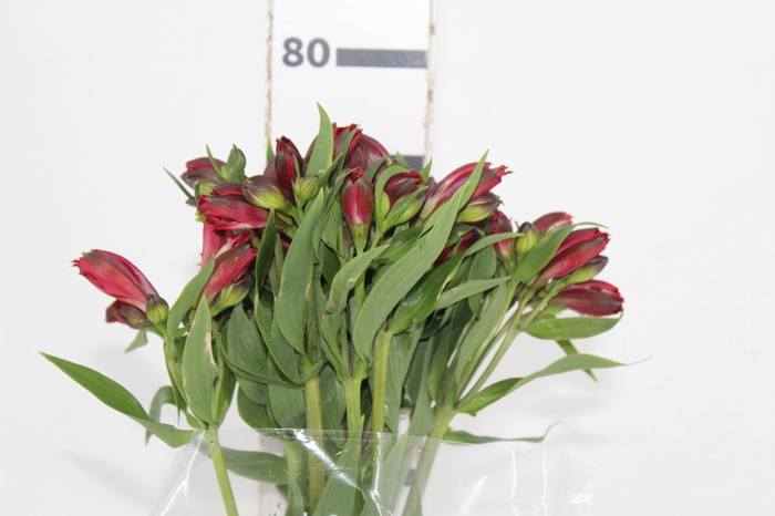 <h4>ALSTROEMERIA BAHIA 080 CM</h4>