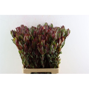 Leucad Senorita Spray 70cm