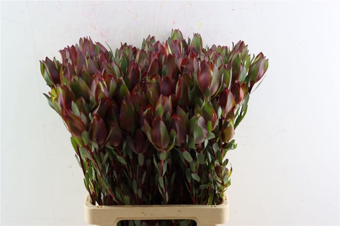 <h4>Leucad Senorita Spray 70cm</h4>