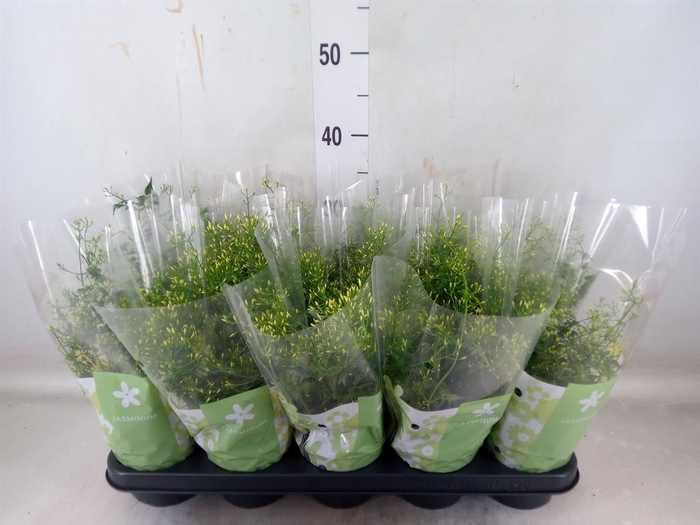 <h4>Jasminum polyanthum</h4>