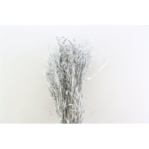 Dried Avena Silver Bunch