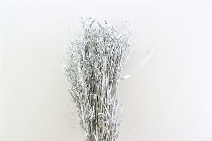 <h4>Dried Avena Silver Bunch</h4>