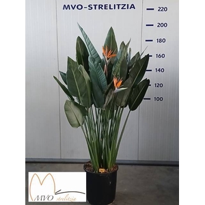 STRELITZIA REGIN BL