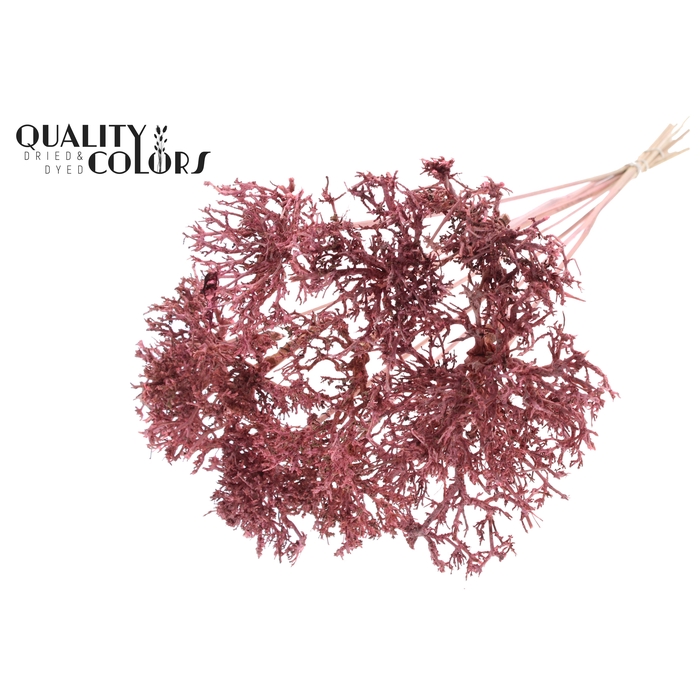 <h4>Dry Tree on stem Frosted Light Pink</h4>