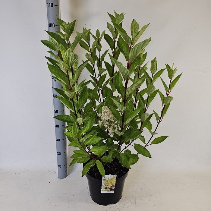 <h4>HYDR PANICULATA</h4>