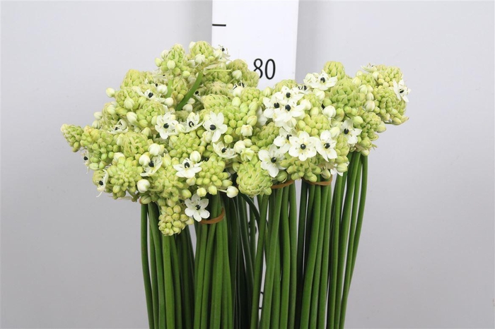 <h4>Ornit Saundersiae</h4>